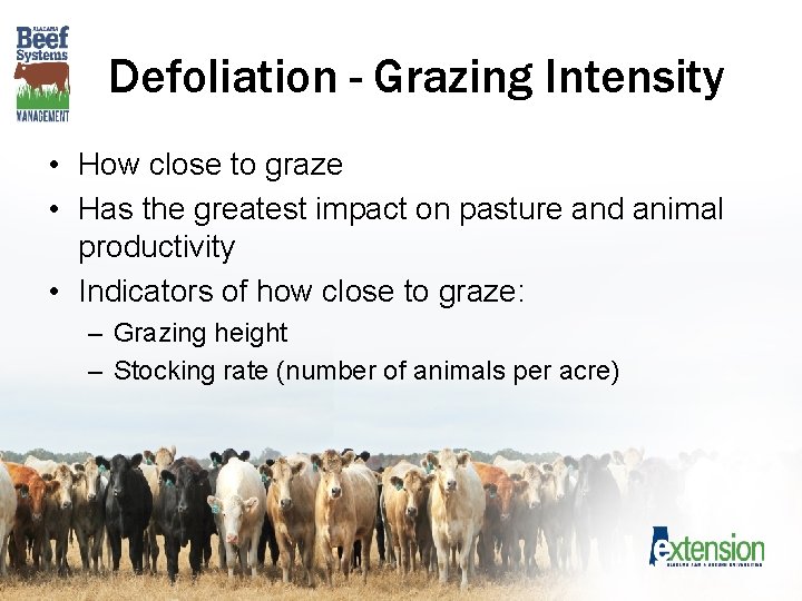 Defoliation - Grazing Intensity • How close to graze • Has the greatest impact