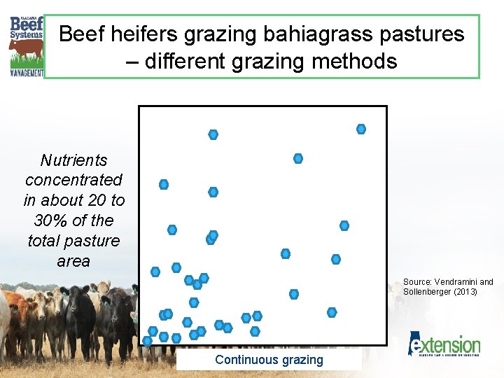 Beef heifers grazing bahiagrass pastures – different grazing methods Nutrients concentrated in about 20