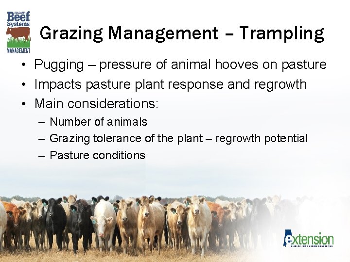 Grazing Management – Trampling • Pugging – pressure of animal hooves on pasture •