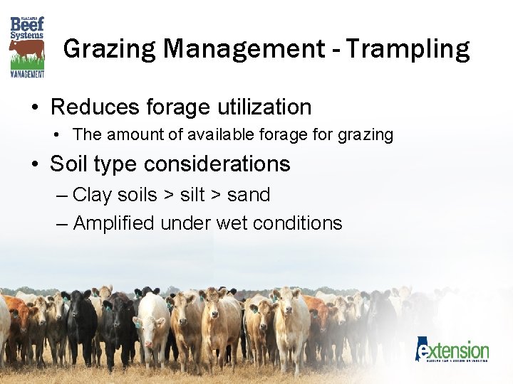 Grazing Management - Trampling • Reduces forage utilization • The amount of available forage