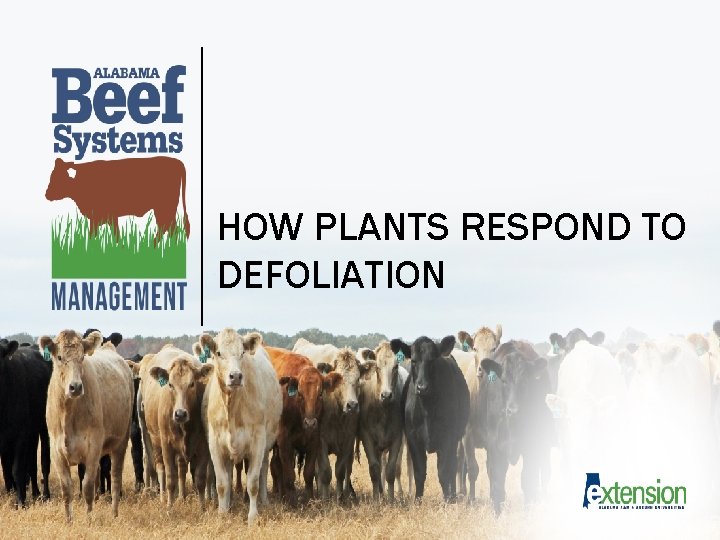 HOW PLANTS RESPOND TO DEFOLIATION 