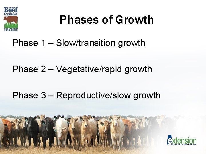 Phases of Growth Phase 1 – Slow/transition growth Phase 2 – Vegetative/rapid growth Phase