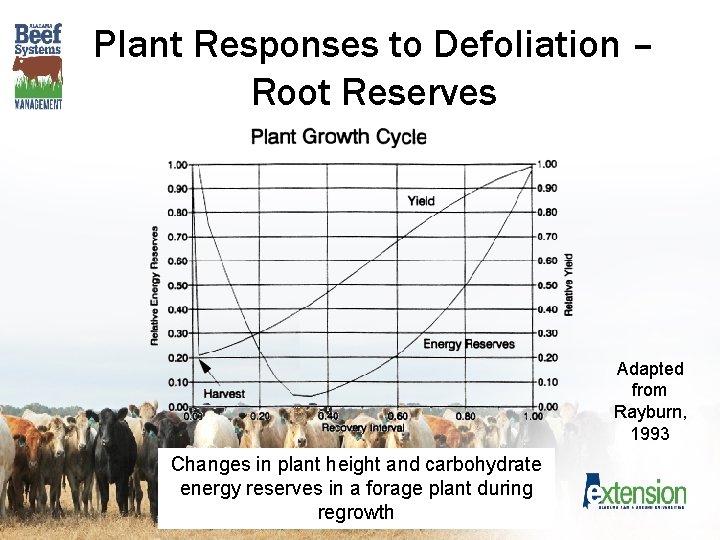 Plant Responses to Defoliation – Root Reserves Adapted from Rayburn, 1993 Changes in plant