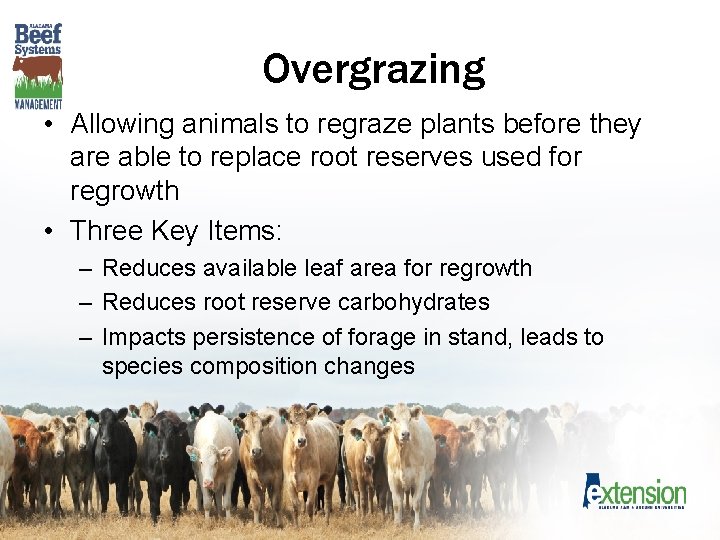 Overgrazing • Allowing animals to regraze plants before they are able to replace root