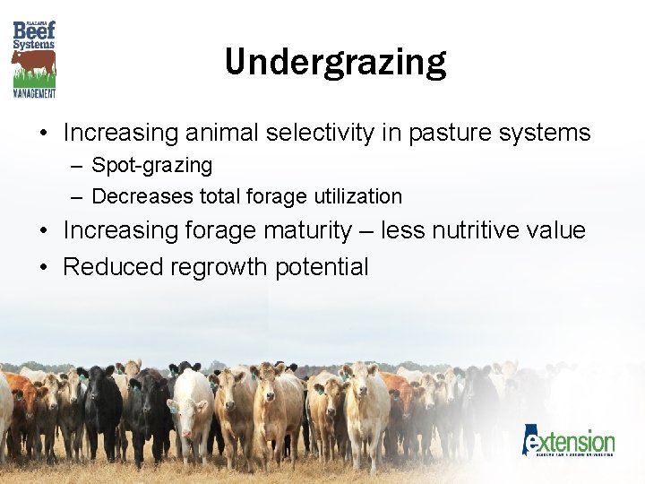 Undergrazing • Increasing animal selectivity in pasture systems – Spot-grazing – Decreases total forage