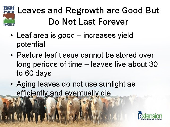 Leaves and Regrowth are Good But Do Not Last Forever • Leaf area is