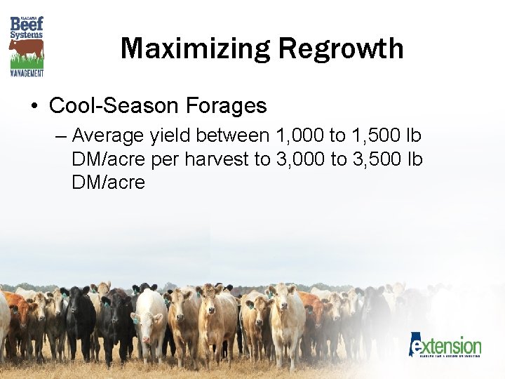 Maximizing Regrowth • Cool-Season Forages – Average yield between 1, 000 to 1, 500