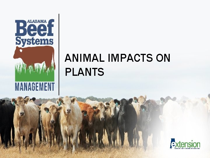 ANIMAL IMPACTS ON PLANTS 