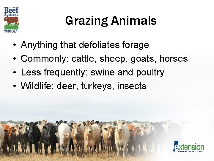 Grazing Animals • • Anything that defoliates forage Commonly: cattle, sheep, goats, horses Less