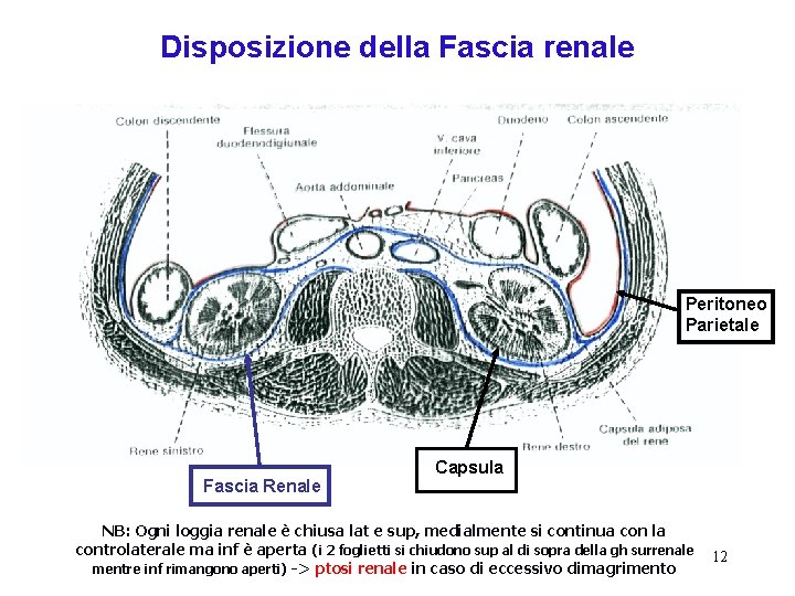Disposizione della Fascia renale Peritoneo Parietale Fascia Renale Capsula NB: Ogni loggia renale è