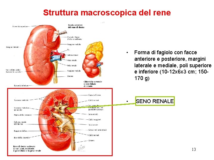 Struttura macroscopica del rene • Forma di fagiolo con facce anteriore e posteriore, margini