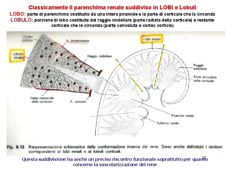 Classicamente il parenchima renale suddiviso in LOBI e Lobuli LOBO: parte di parenchima costituito