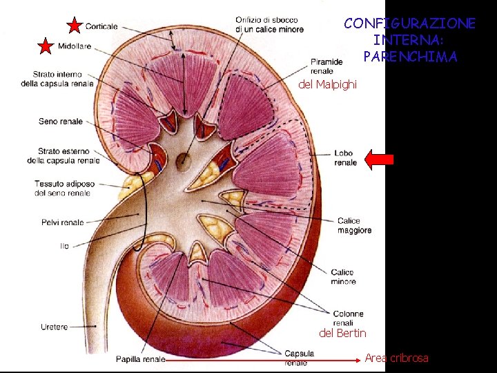 CONFIGURAZIONE INTERNA: PARENCHIMA del Malpighi del Bertin Area cribrosa 