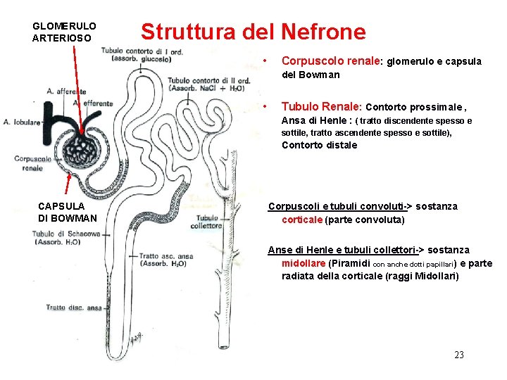 GLOMERULO ARTERIOSO Struttura del Nefrone • Corpuscolo renale: glomerulo e capsula del Bowman •