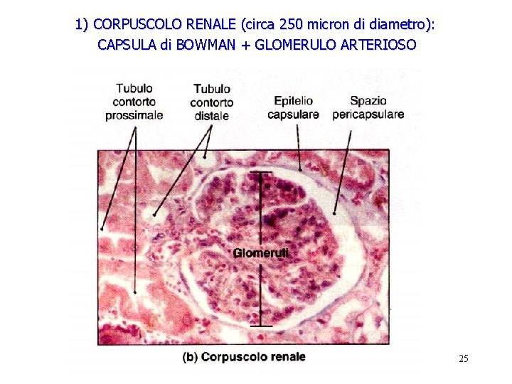 1) CORPUSCOLO RENALE (circa 250 micron di diametro): CAPSULA di BOWMAN + GLOMERULO ARTERIOSO