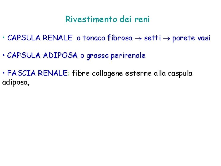 Rivestimento dei reni • CAPSULA RENALE o tonaca fibrosa setti parete vasi • CAPSULA