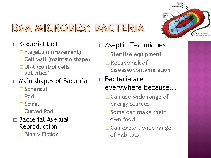 � Bacterial Cell � Flagellum (movement) � Cell wall (maintain shape) � DNA (control