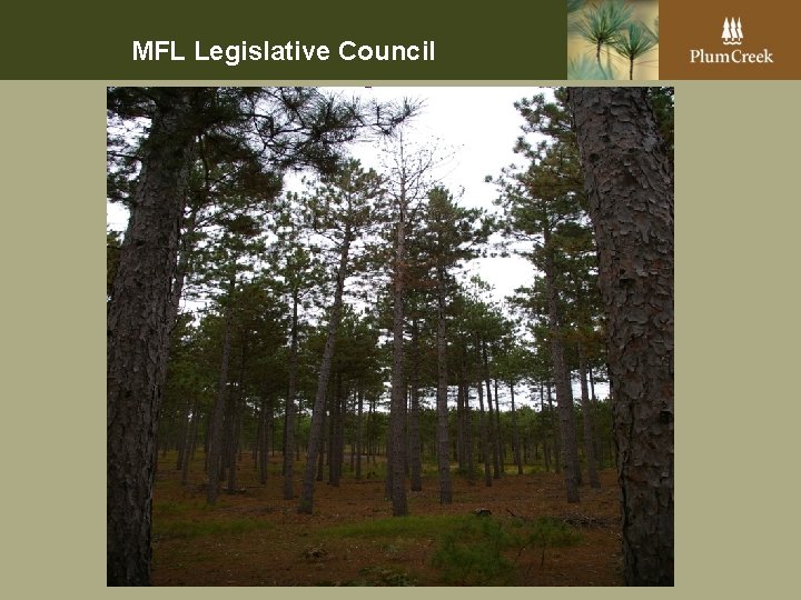 MFL Legislative Council 