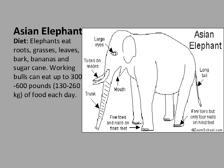 Asian Elephant Diet: Elephants eat roots, grasses, leaves, bark, bananas and sugar cane. Working
