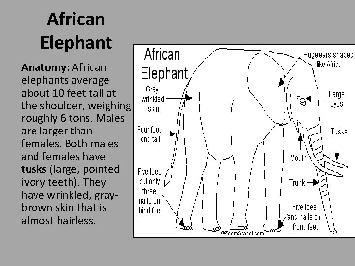 African Elephant Anatomy: African elephants average about 10 feet tall at the shoulder, weighing