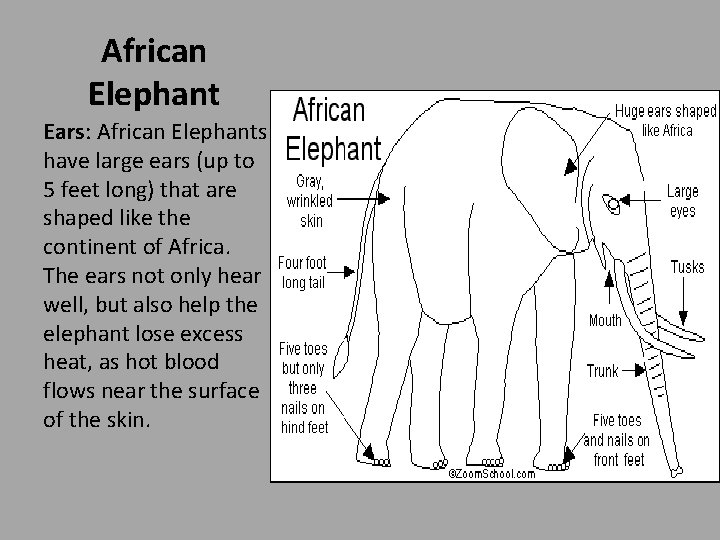 African Elephant Ears: African Elephants have large ears (up to 5 feet long) that