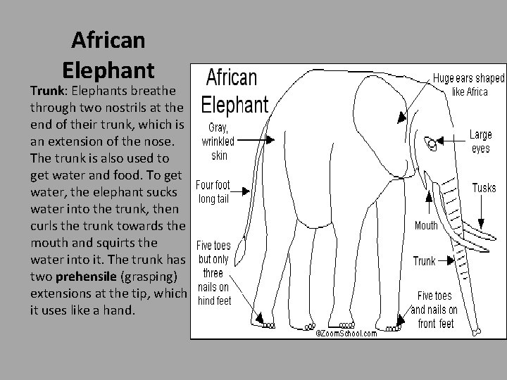 African Elephant Trunk: Elephants breathe through two nostrils at the end of their trunk,