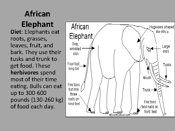 African Elephant Diet: Elephants eat roots, grasses, leaves, fruit, and bark. They use their