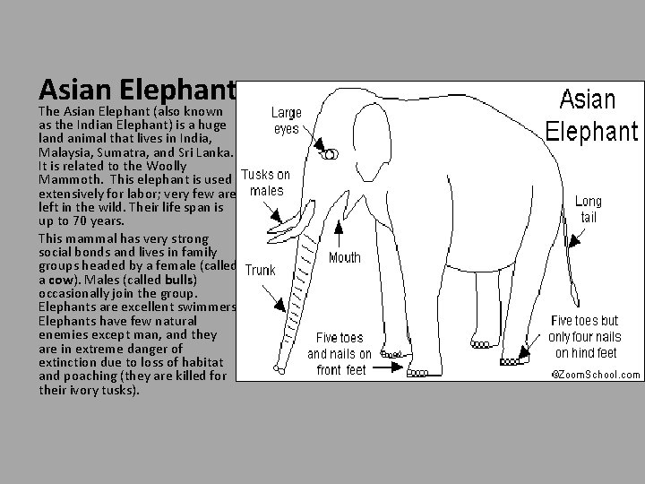 Asian Elephant The Asian Elephant (also known as the Indian Elephant) is a huge