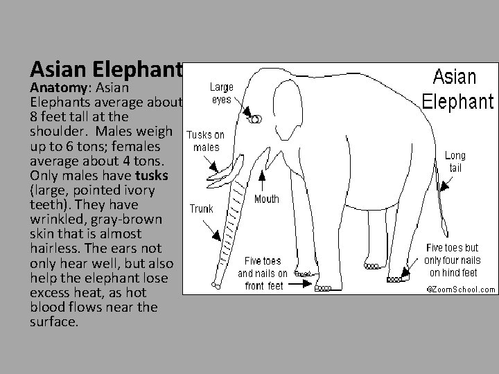 Asian Elephant Anatomy: Asian Elephants average about 8 feet tall at the shoulder. Males