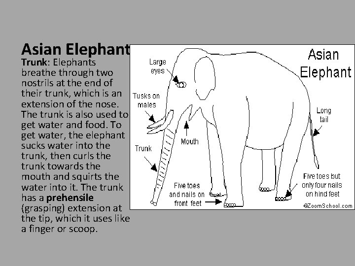 Asian Elephant Trunk: Elephants breathe through two nostrils at the end of their trunk,