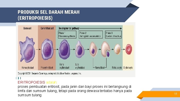 PRODUKSI SEL DARAH MERAH (ERITROPOIESIS) ERITROPOIESIS adalah: proses pembuatan eritrosit, pada janin dan bayi