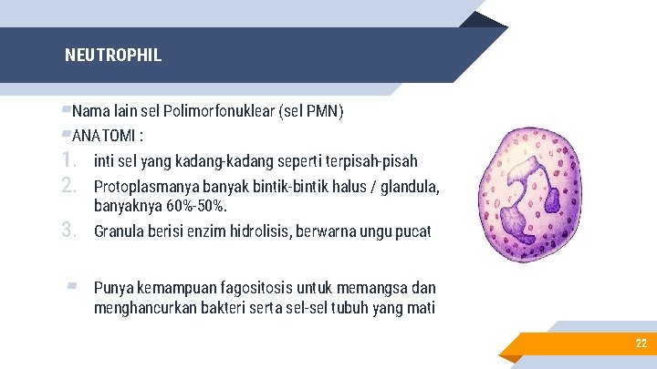 NEUTROPHIL ▰Nama lain sel Polimorfonuklear (sel PMN) ▰ANATOMI : 1. inti sel yang kadang-kadang