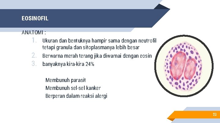 EOSINOFIL ANATOMI : 1. Ukuran dan bentuknya hampir sama dengan neutrofil tetapi granula dan