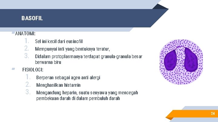 BASOFIL ▰ANATOMI: 1. Sel ini kecil dari eusinofil 2. Mempunyai inti yang bentuknya teratur,