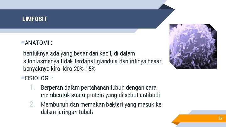 LIMFOSIT ▰ANATOMI : bentuknya ada yang besar dan kecil, di dalam sitoplasmanya tidak terdapat