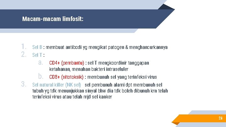 Macam-macam limfosit: 1. 2. 3. Sel B : membuat antibodi yg mengikat patogen &