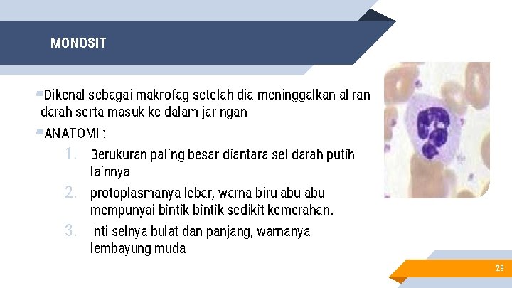 MONOSIT ▰Dikenal sebagai makrofag setelah dia meninggalkan aliran darah serta masuk ke dalam jaringan