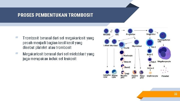 PROSES PEMBENTUKAN TROMBOSIT ▰ Trombosit berasal dari sel megakariosit yang pecah menjadi bagian kecil