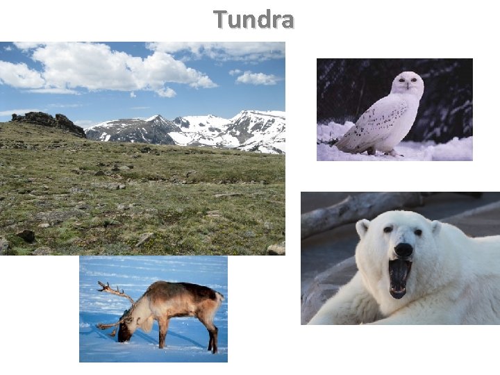 Tundra 