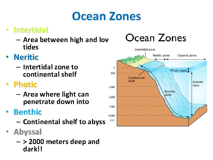 Ocean Zones • Intertidal – Area between high and low tides • Neritic –