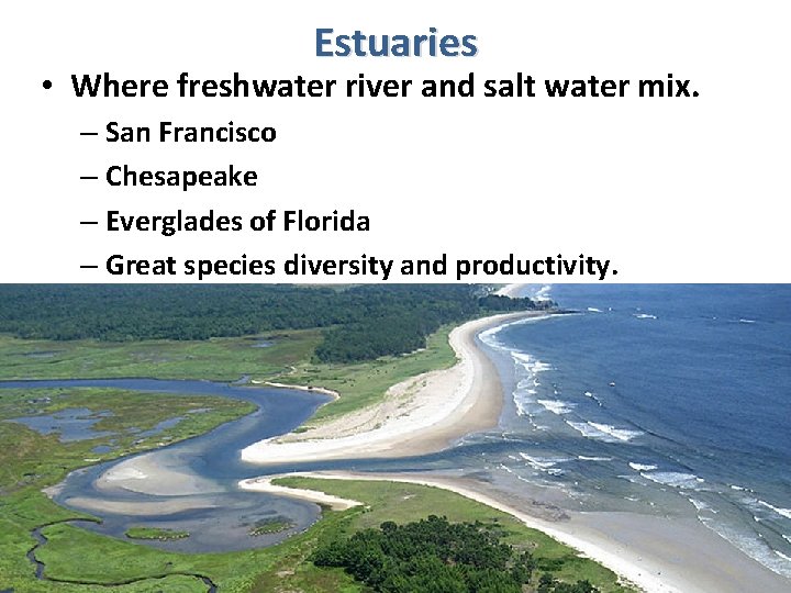 Estuaries • Where freshwater river and salt water mix. – San Francisco – Chesapeake