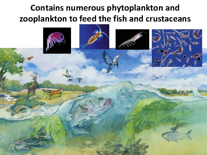 Contains numerous phytoplankton and zooplankton to feed the fish and crustaceans 
