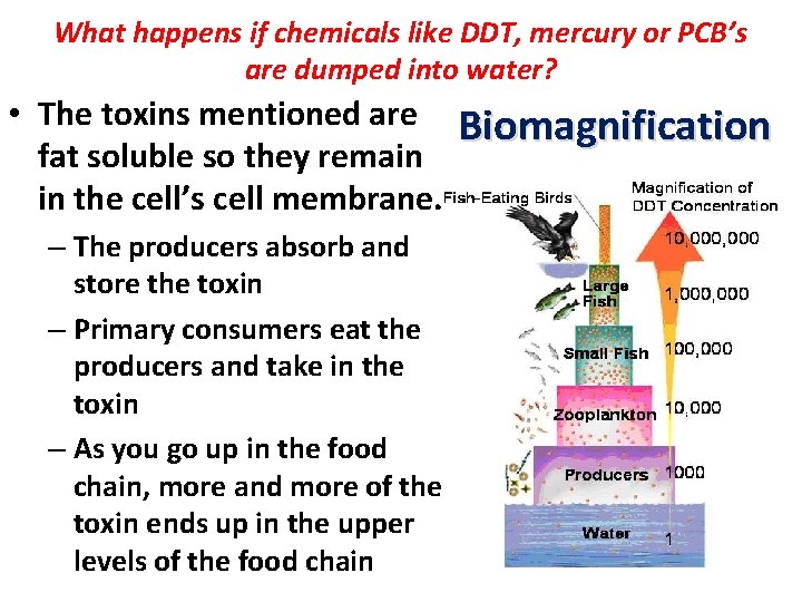 What happens if chemicals like DDT, mercury or PCB’s are dumped into water? •