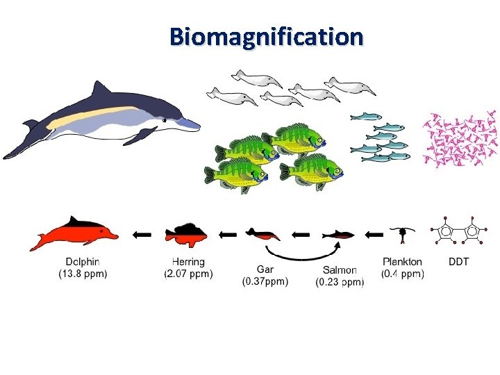 Biomagnification 