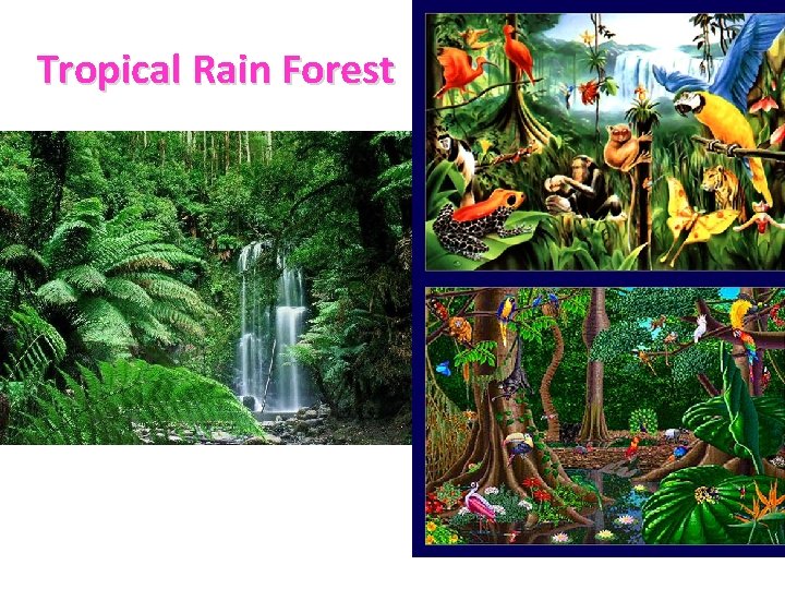 Tropical Rain Forest 