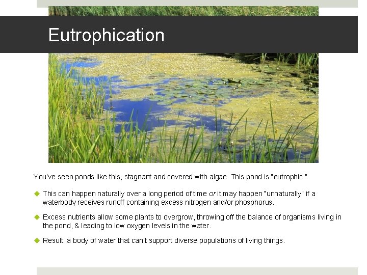 Eutrophication You’ve seen ponds like this, stagnant and covered with algae. This pond is