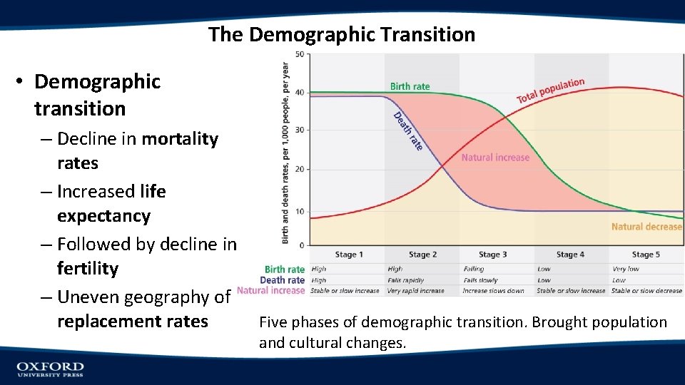 The Demographic Transition • Demographic transition – Decline in mortality rates – Increased life