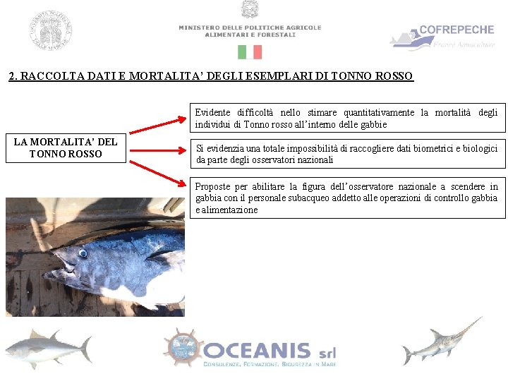 2. RACCOLTA DATI E MORTALITA’ DEGLI ESEMPLARI DI TONNO ROSSO Evidente difficoltà nello stimare