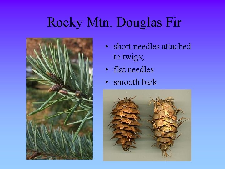 Rocky Mtn. Douglas Fir • short needles attached to twigs; • flat needles •