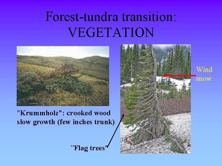 Forest-tundra transition: VEGETATION Wind snow "Krummholz”: crooked wood slow growth (few inches trunk) ”Flag